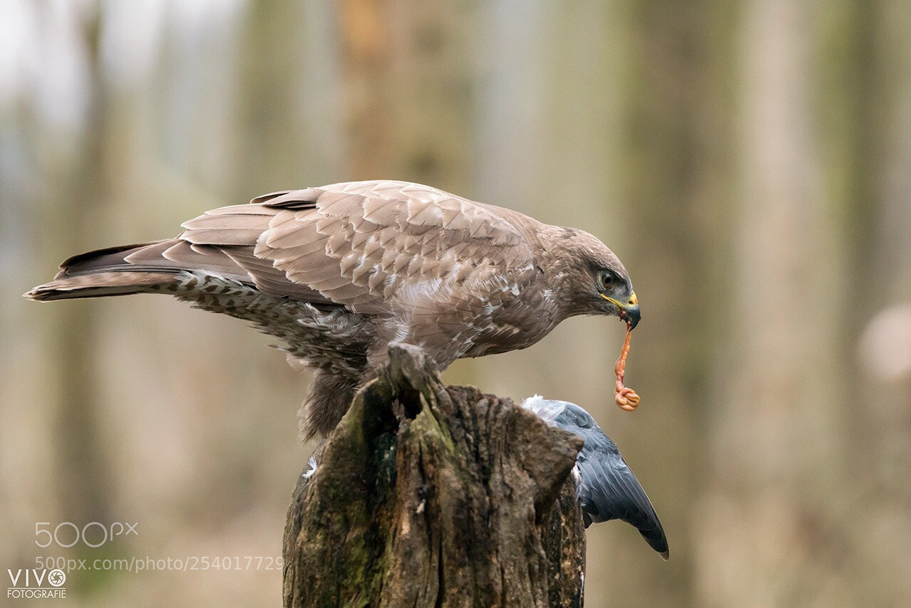 Sony a99 II sample photo. Buzzard photography
