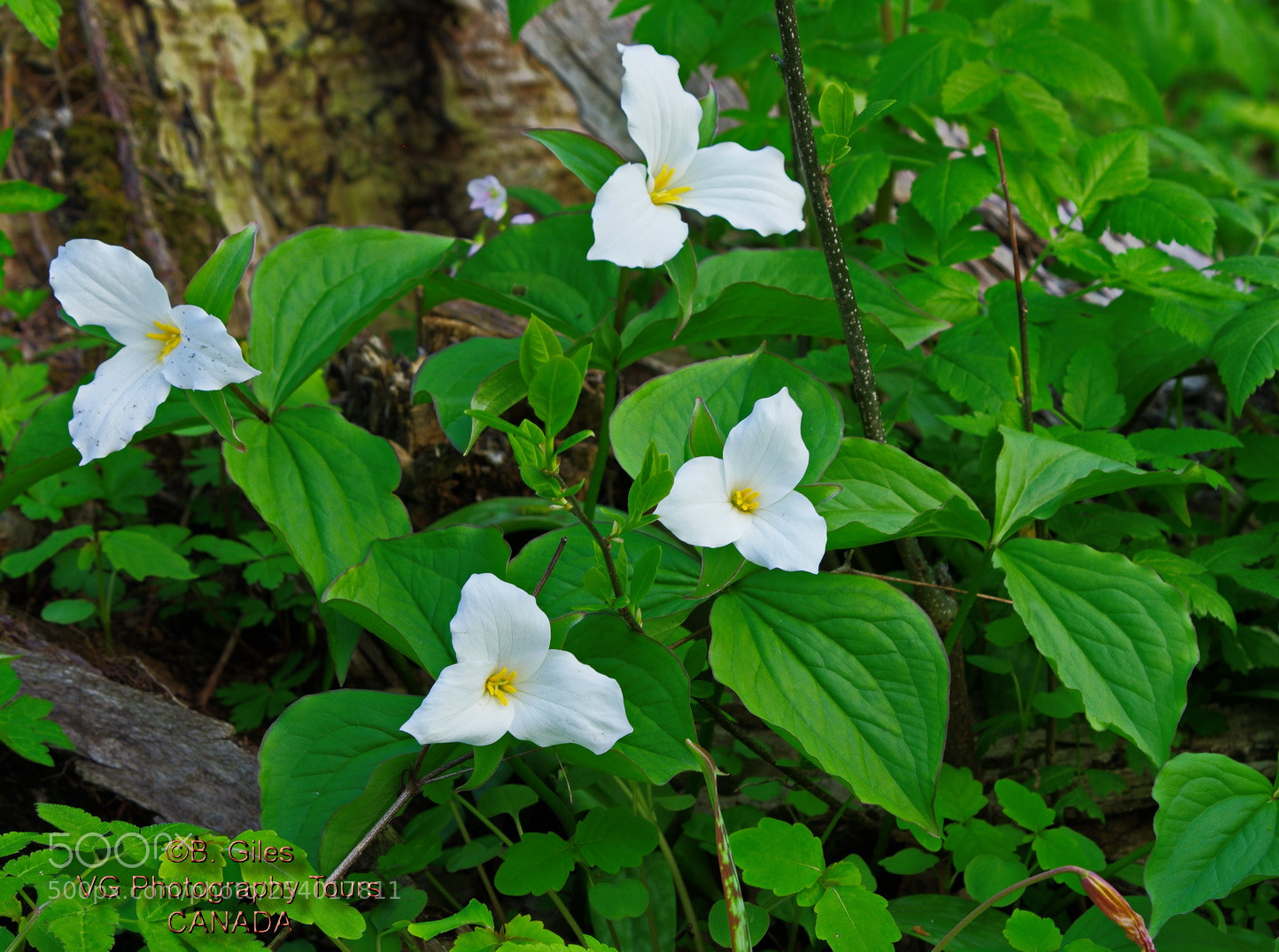 Pentax K-5 IIs sample photo. A trillium spring photography