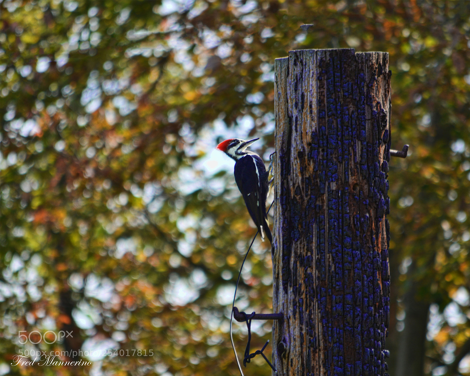 Nikon D7100 sample photo. Pa piliated photography