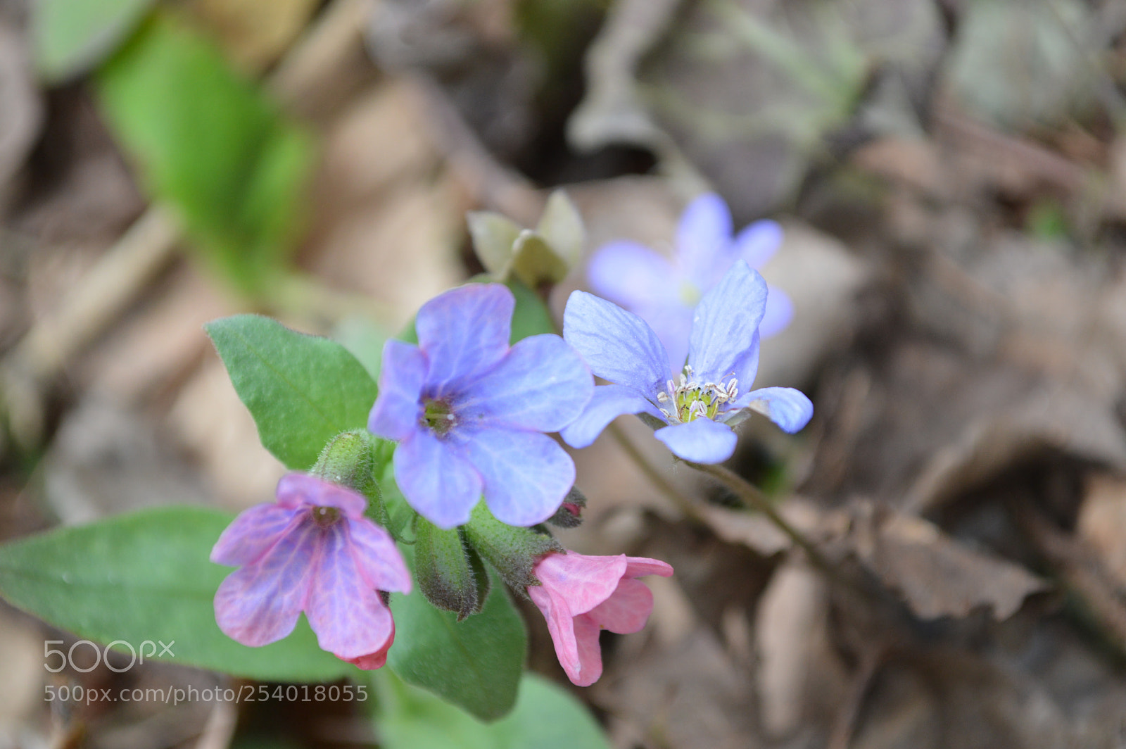 Nikon D3200 sample photo. Dsc photography