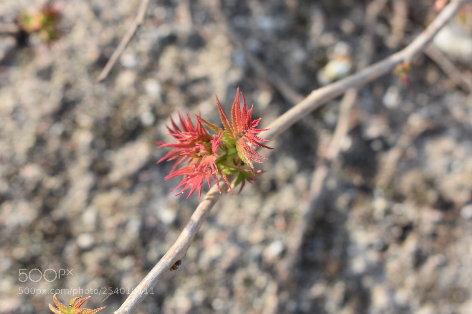 Nikon D3400 sample photo. Besiskleidžiantis pavasaris photography