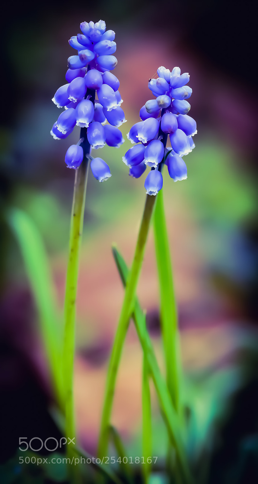 Nikon D3200 sample photo. Muscari photography