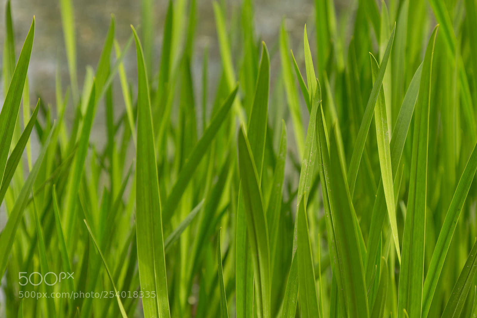 Canon EOS 70D sample photo. 春天的气息 photography