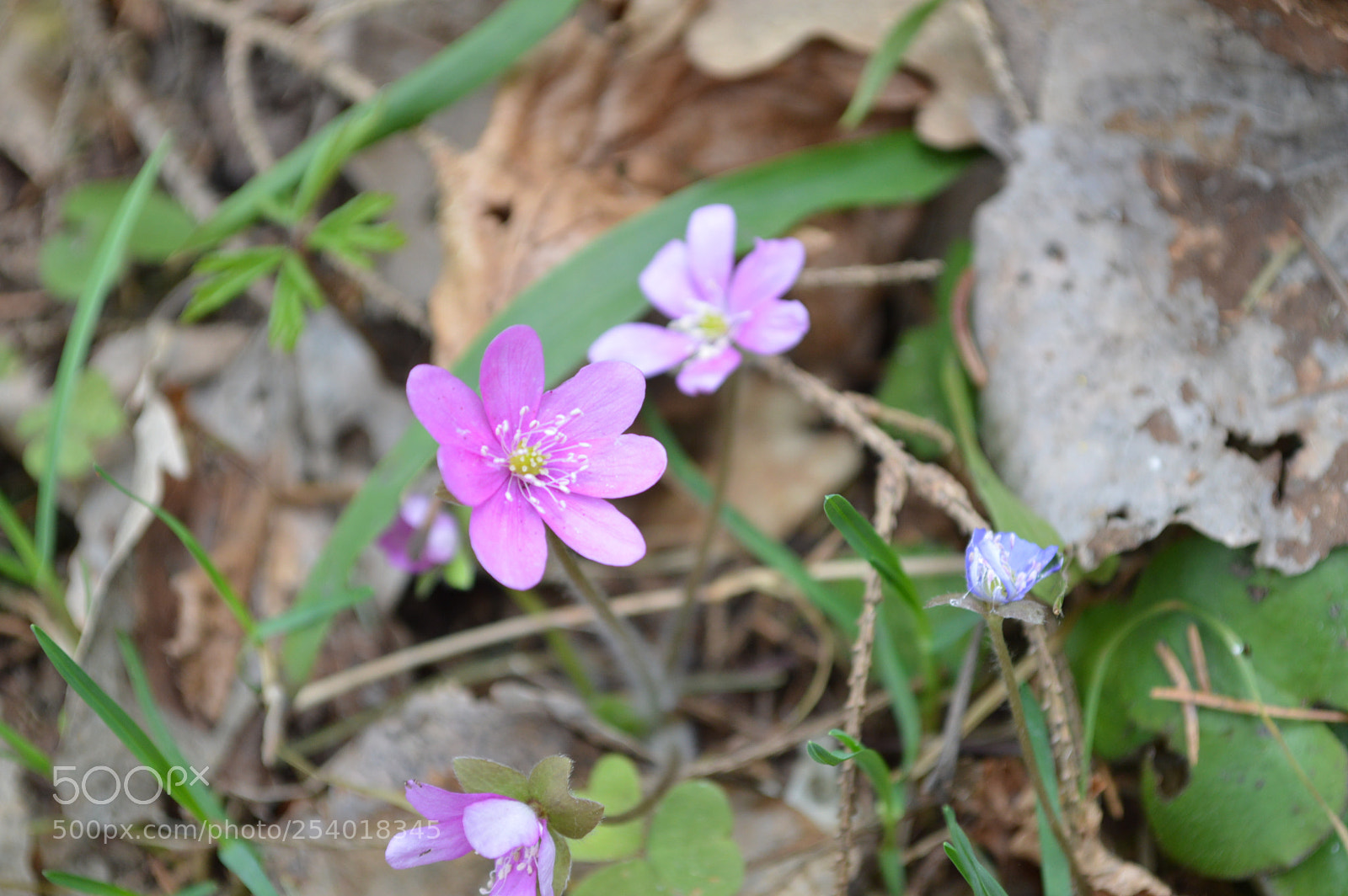 Nikon D3200 sample photo. Dsc photography