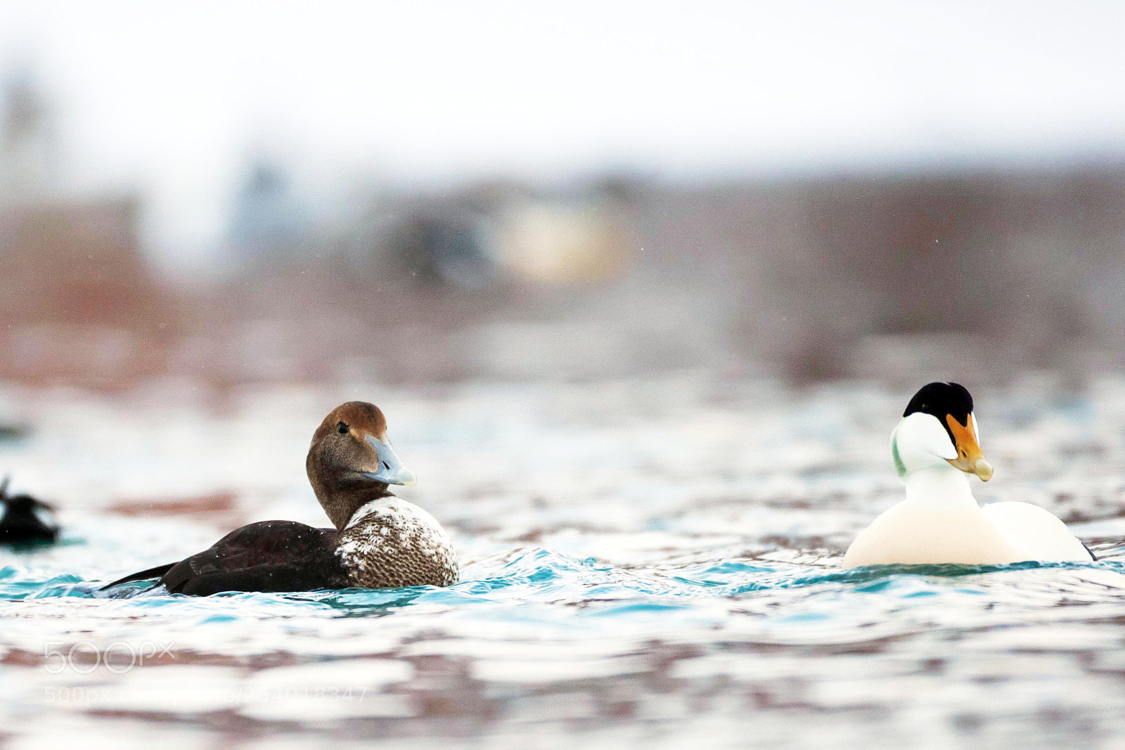 Canon EOS-1D X sample photo. Common eiders photography