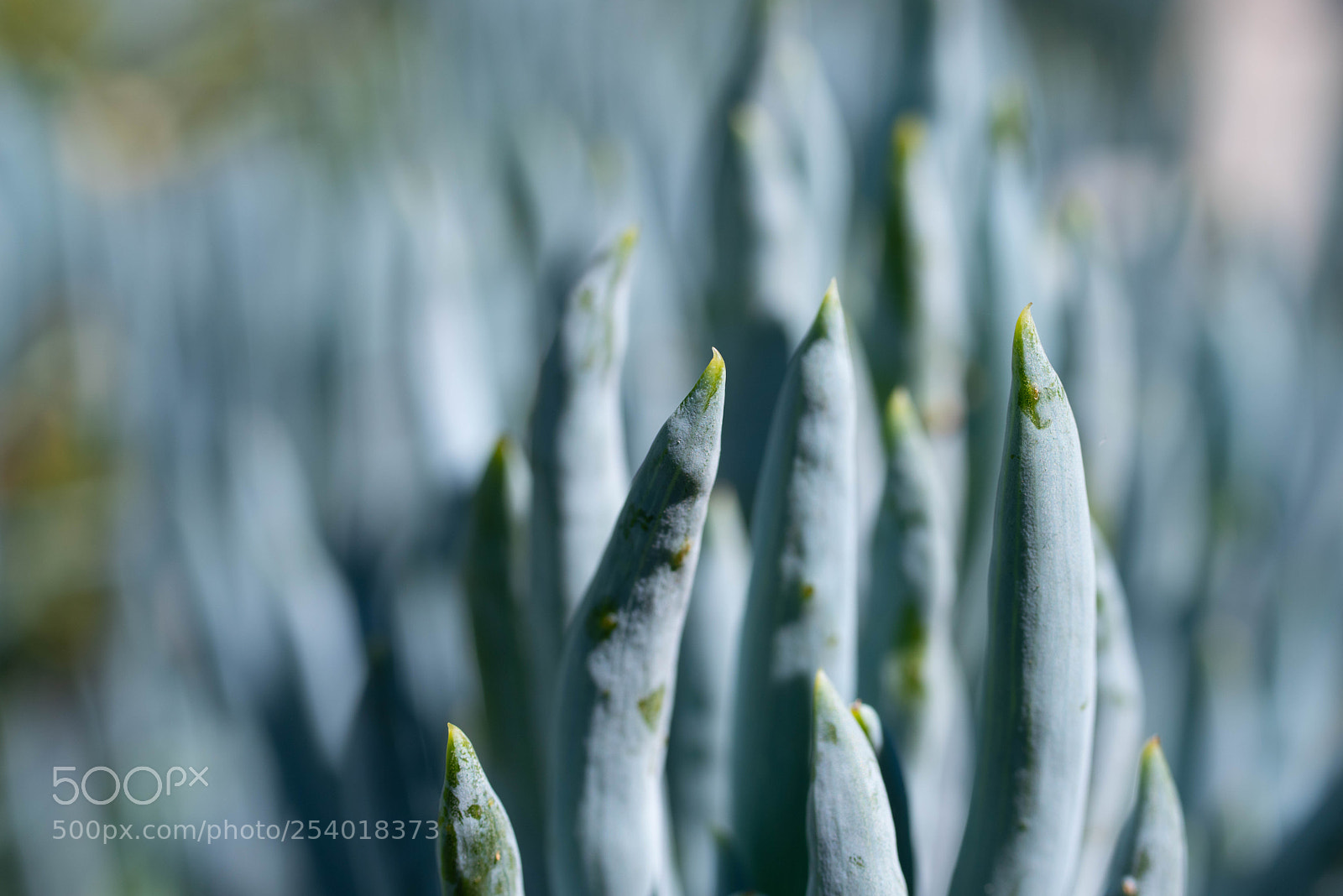 Pentax K-1 sample photo. Succulents photography