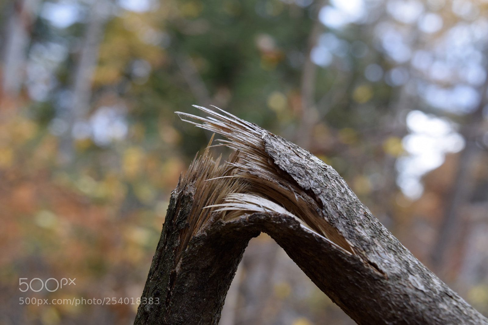 Nikon D3300 sample photo. Snapped! photography