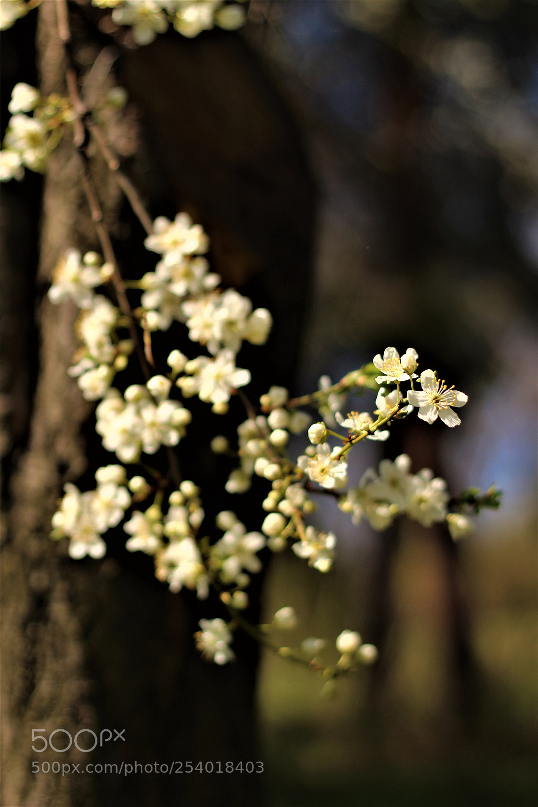 Canon EOS 1200D (EOS Rebel T5 / EOS Kiss X70 / EOS Hi) sample photo. Queen photography