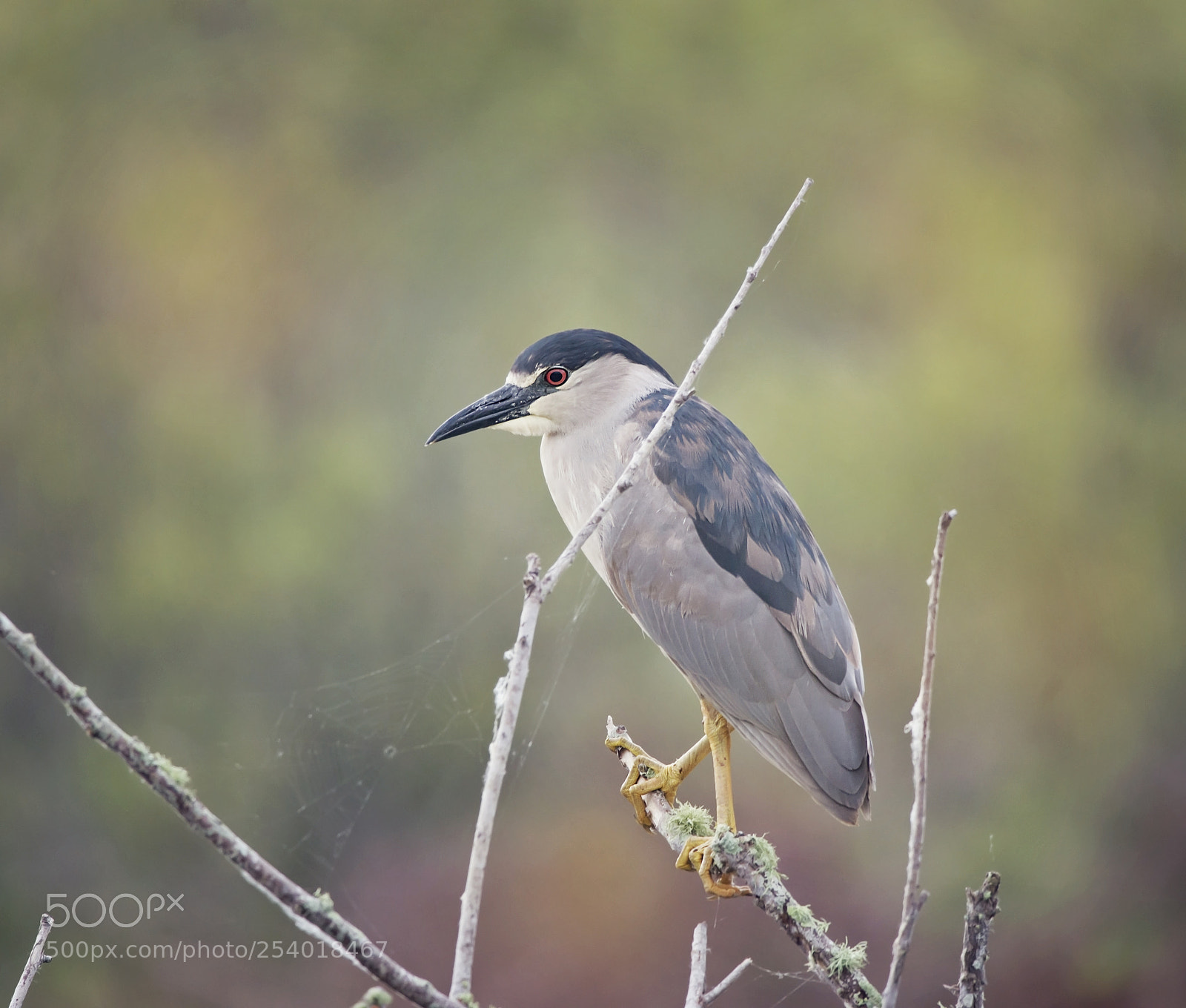Nikon D800 sample photo. Black-crowned night heron in photography
