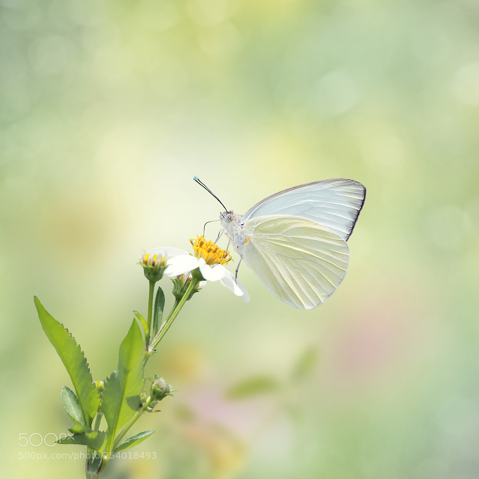 Nikon D800 sample photo. Great southern white butterfly photography