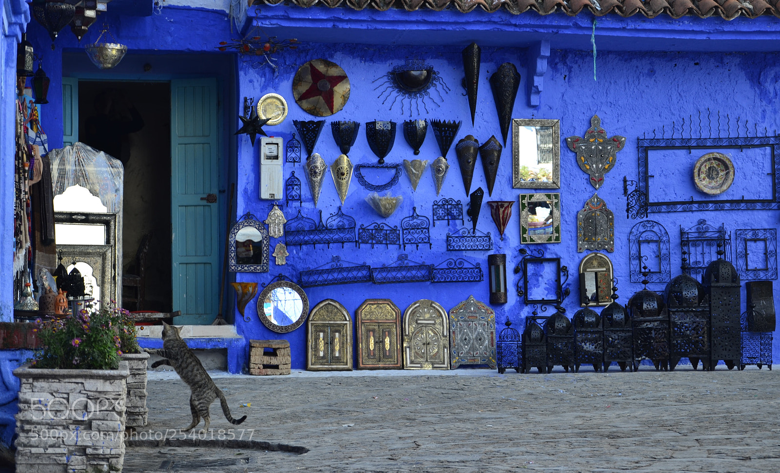 Nikon D7000 sample photo. El gato de chefchaouen photography