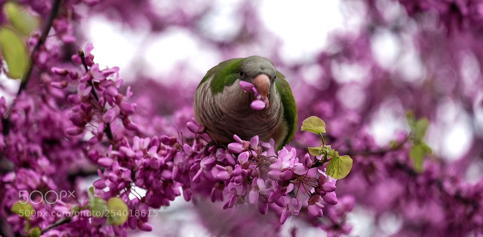 Fujifilm X-T20 sample photo. Spring photography