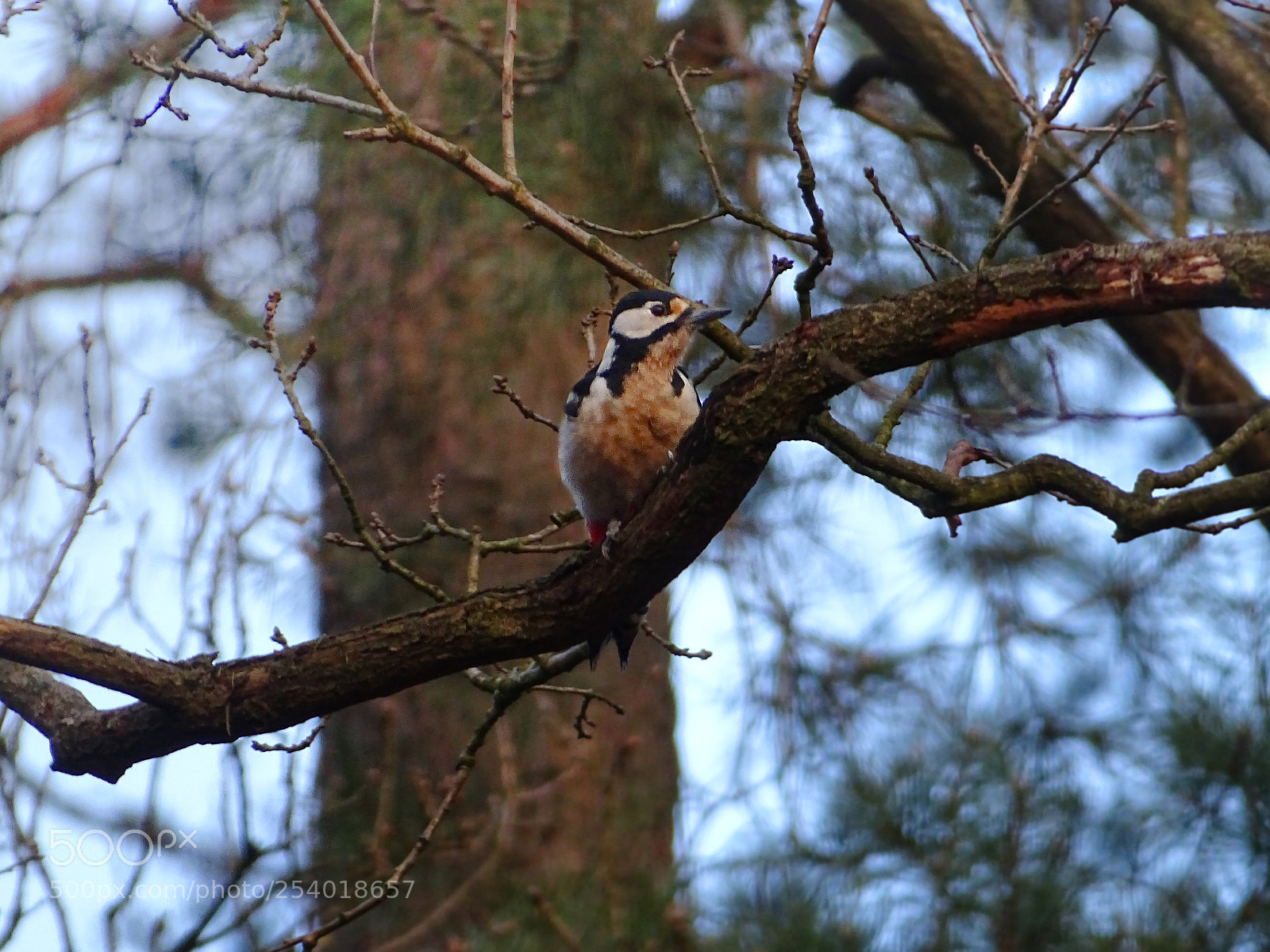 Sony Cyber-shot DSC-HX400V sample photo. The woodpecker photography