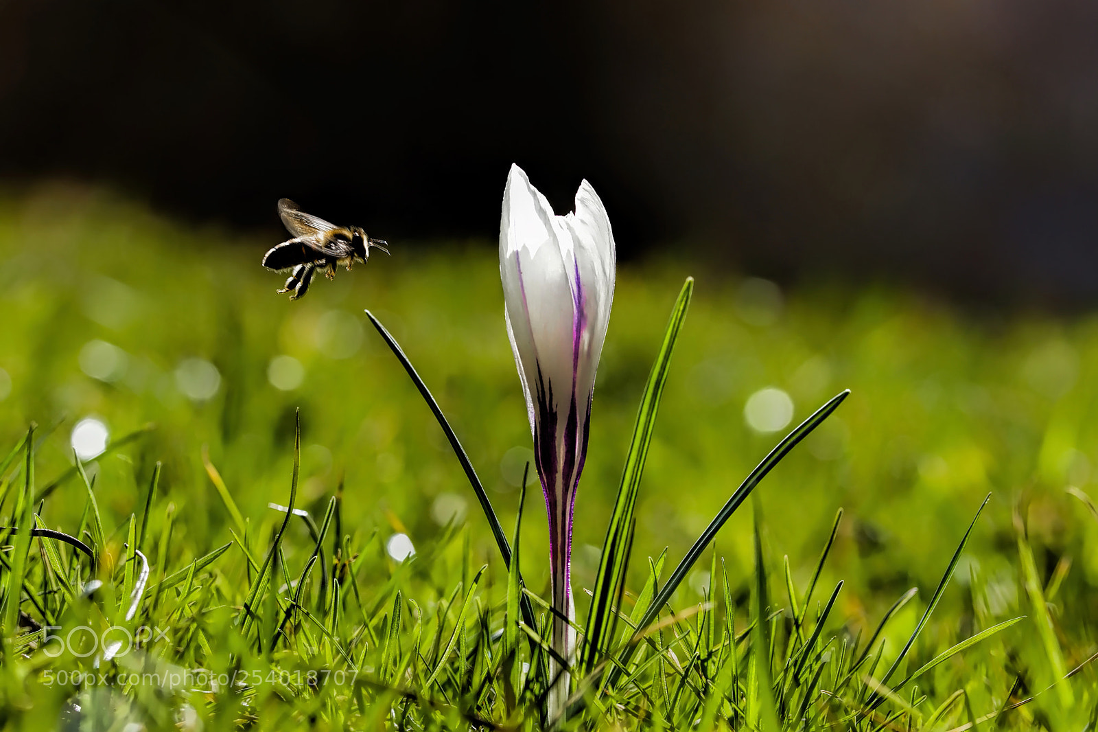 Nikon D7200 sample photo. Spring photography