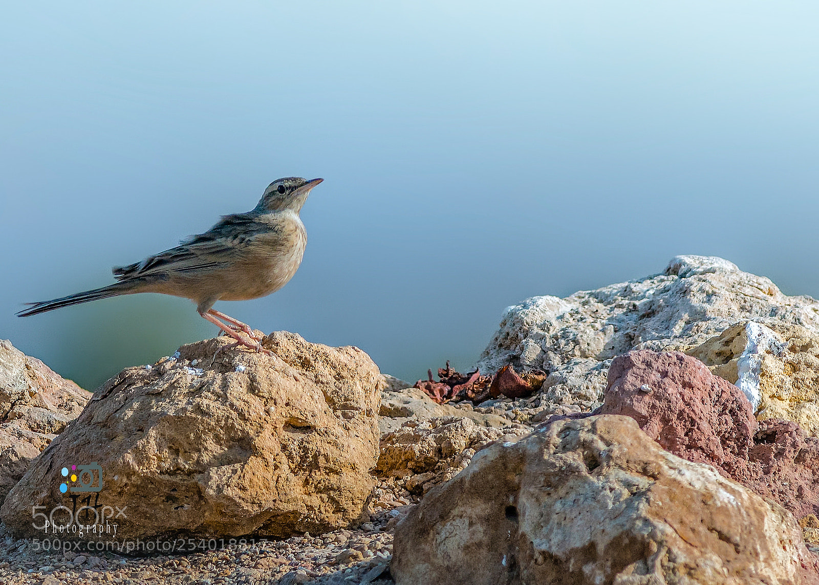 Canon EOS 70D sample photo. Long billed pipit photography