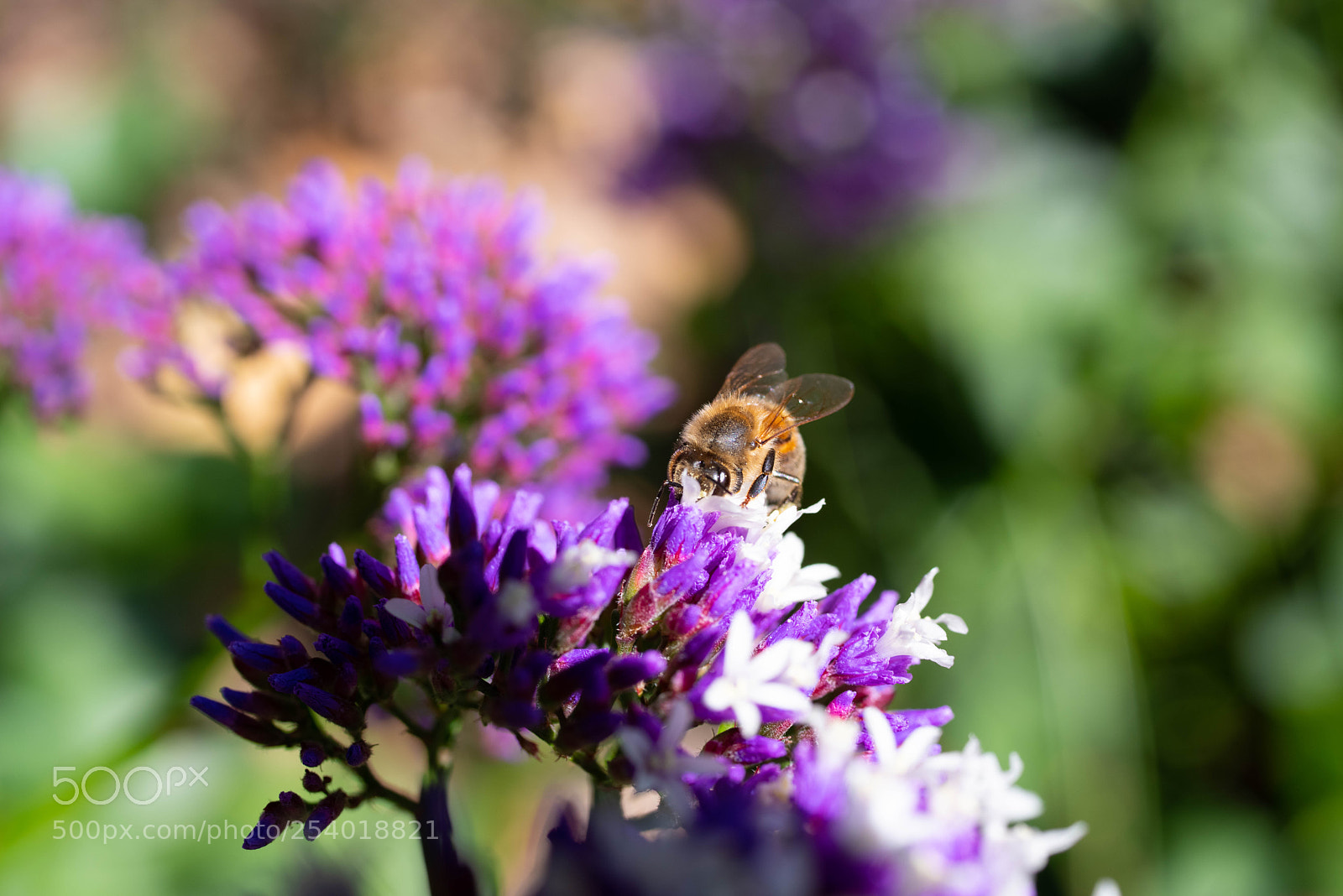 Pentax K-1 sample photo. Bee photography