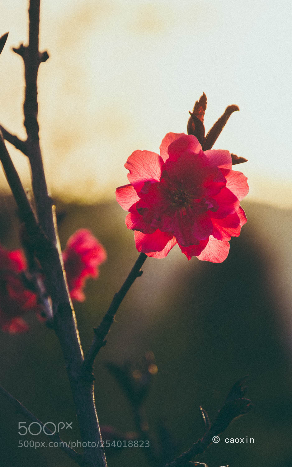Nikon D7200 sample photo. Untitled photography