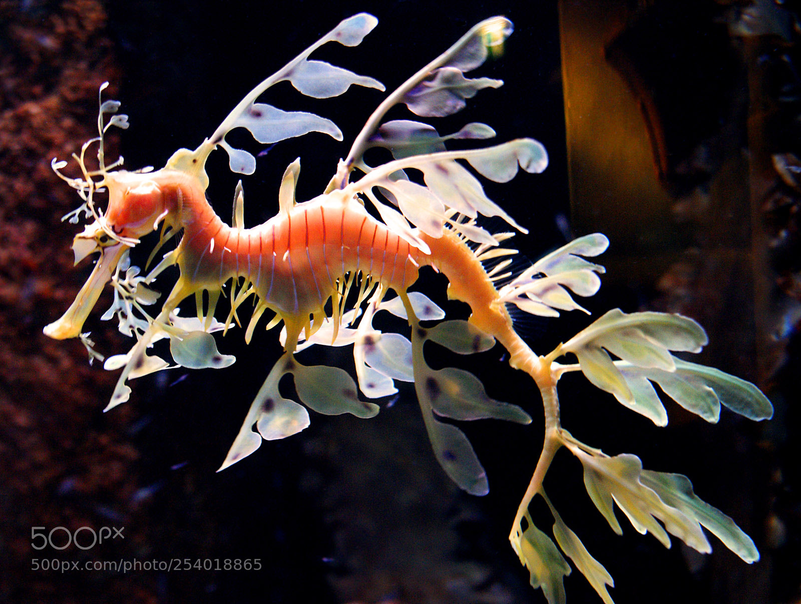 Sony Alpha DSLR-A200 sample photo. Fetzenfisch photography