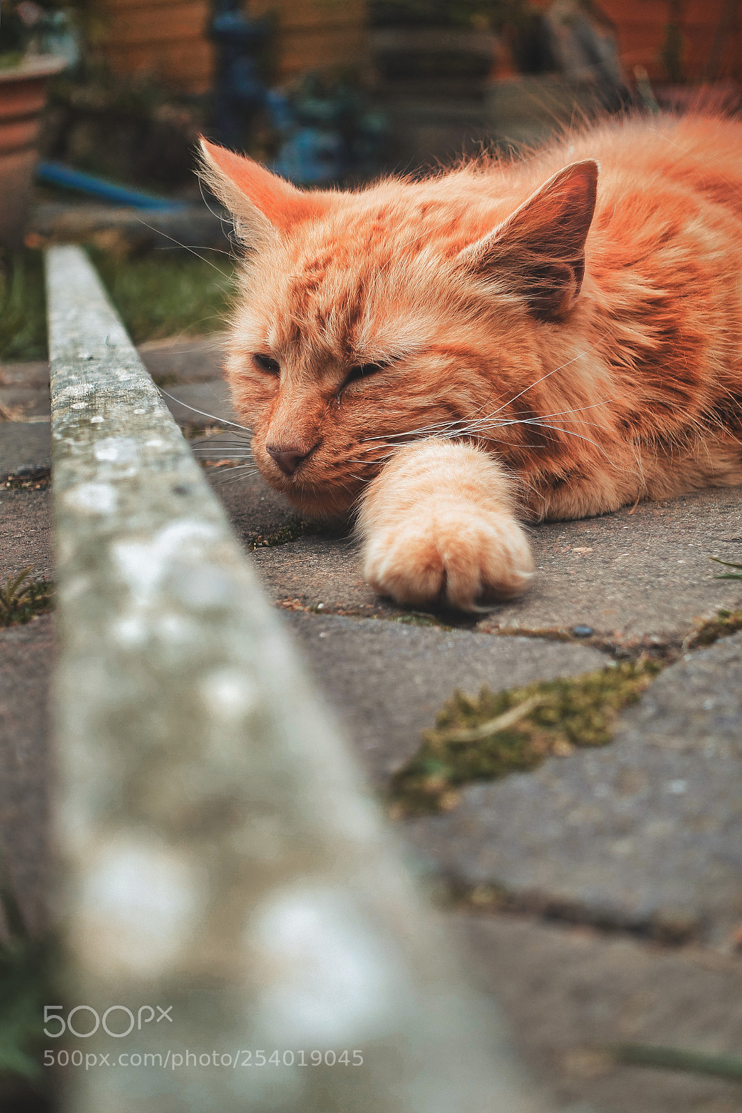 Sony Cyber-shot DSC-RX100 III sample photo. Orange cat photography