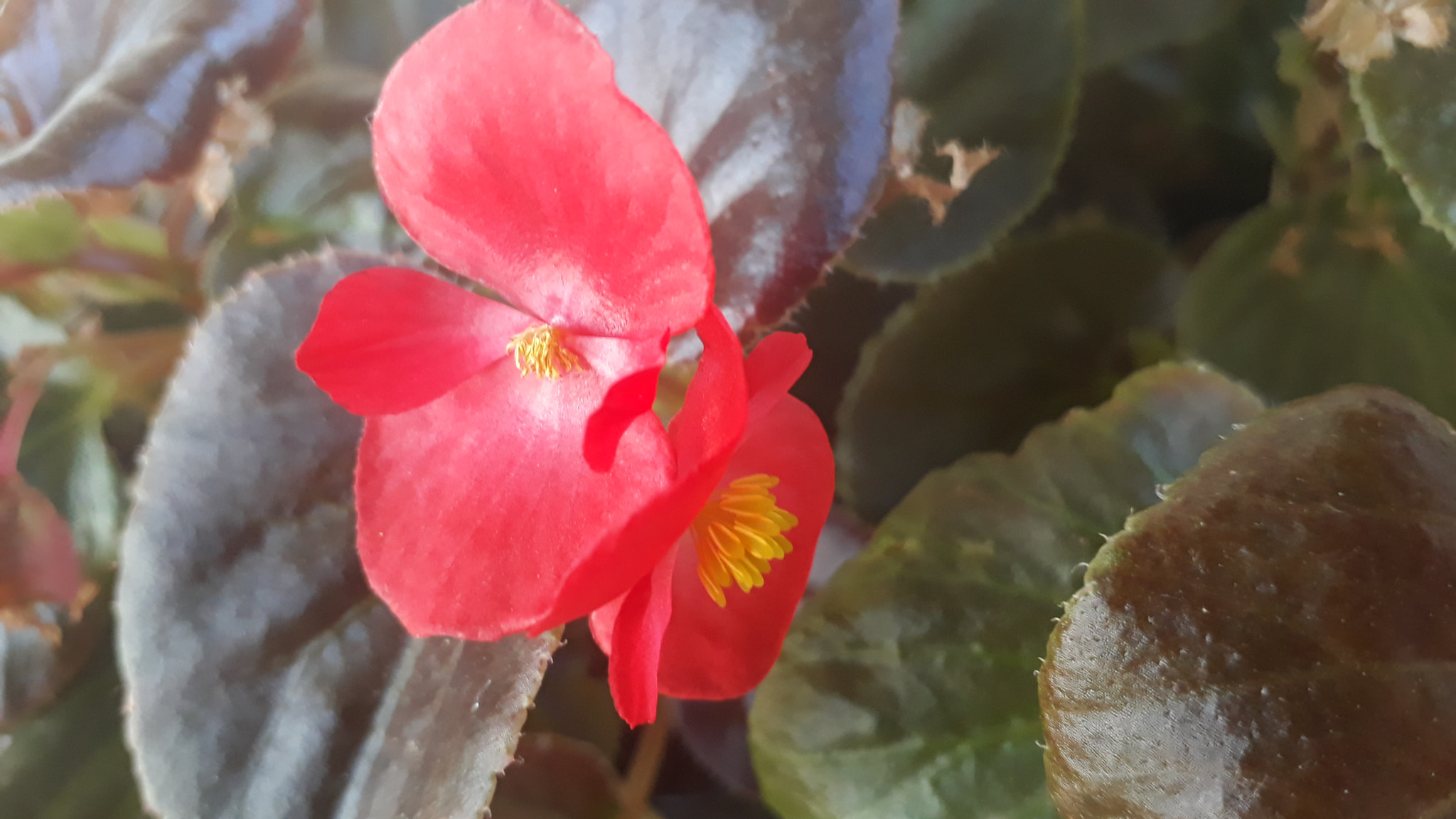 Samsung Galaxy J7 Prime sample photo