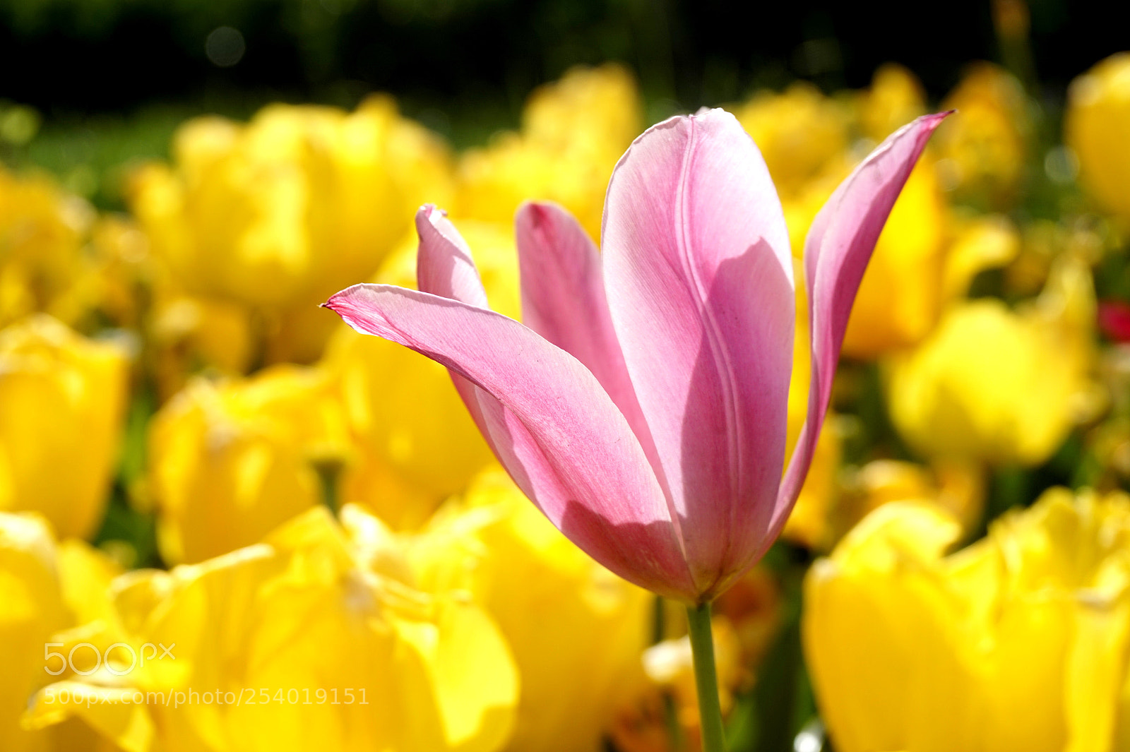 Sony Alpha a5000 (ILCE 5000) sample photo. Tulip time photography