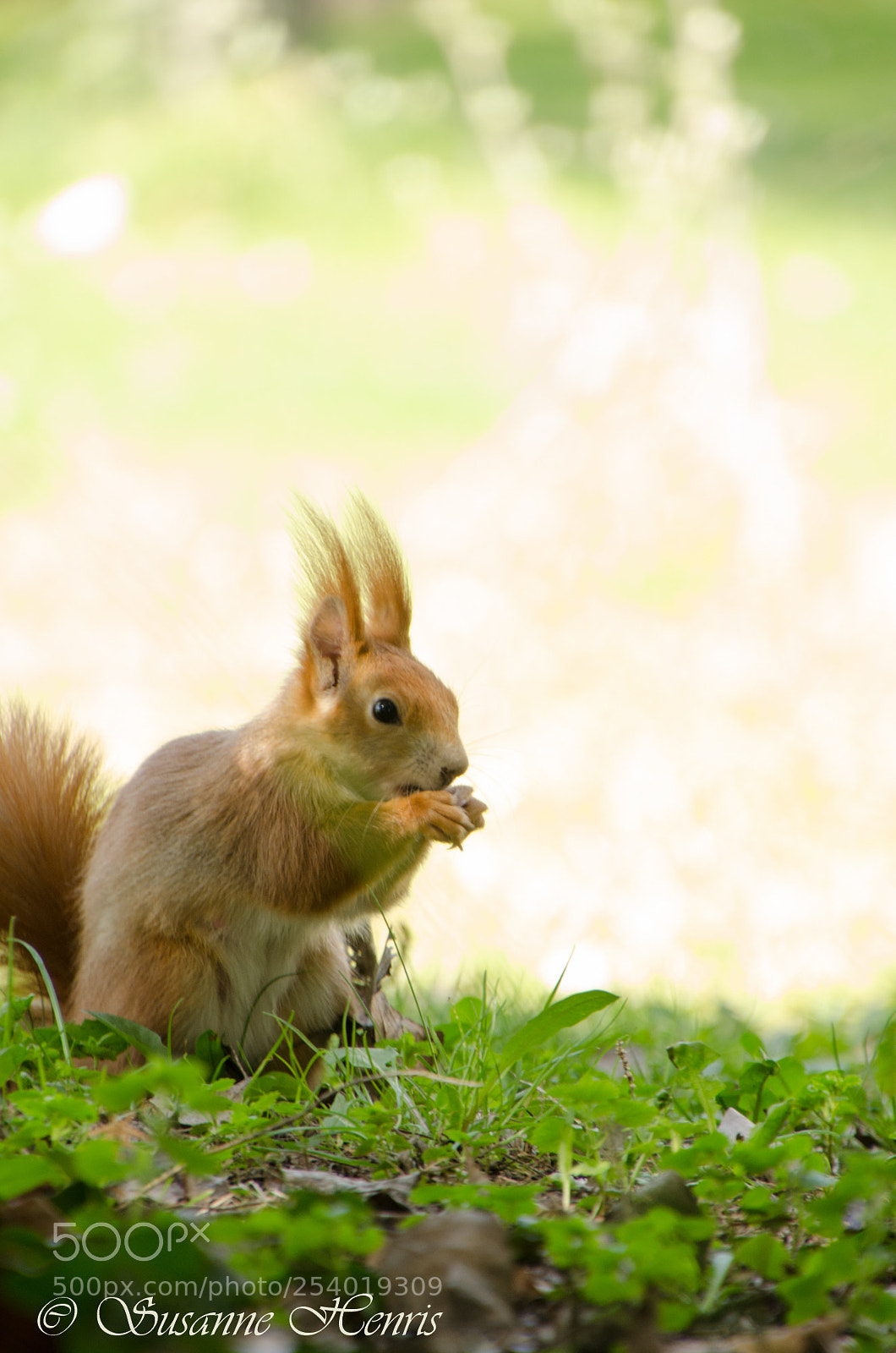Nikon D5100 sample photo. Naughty squirrel photography