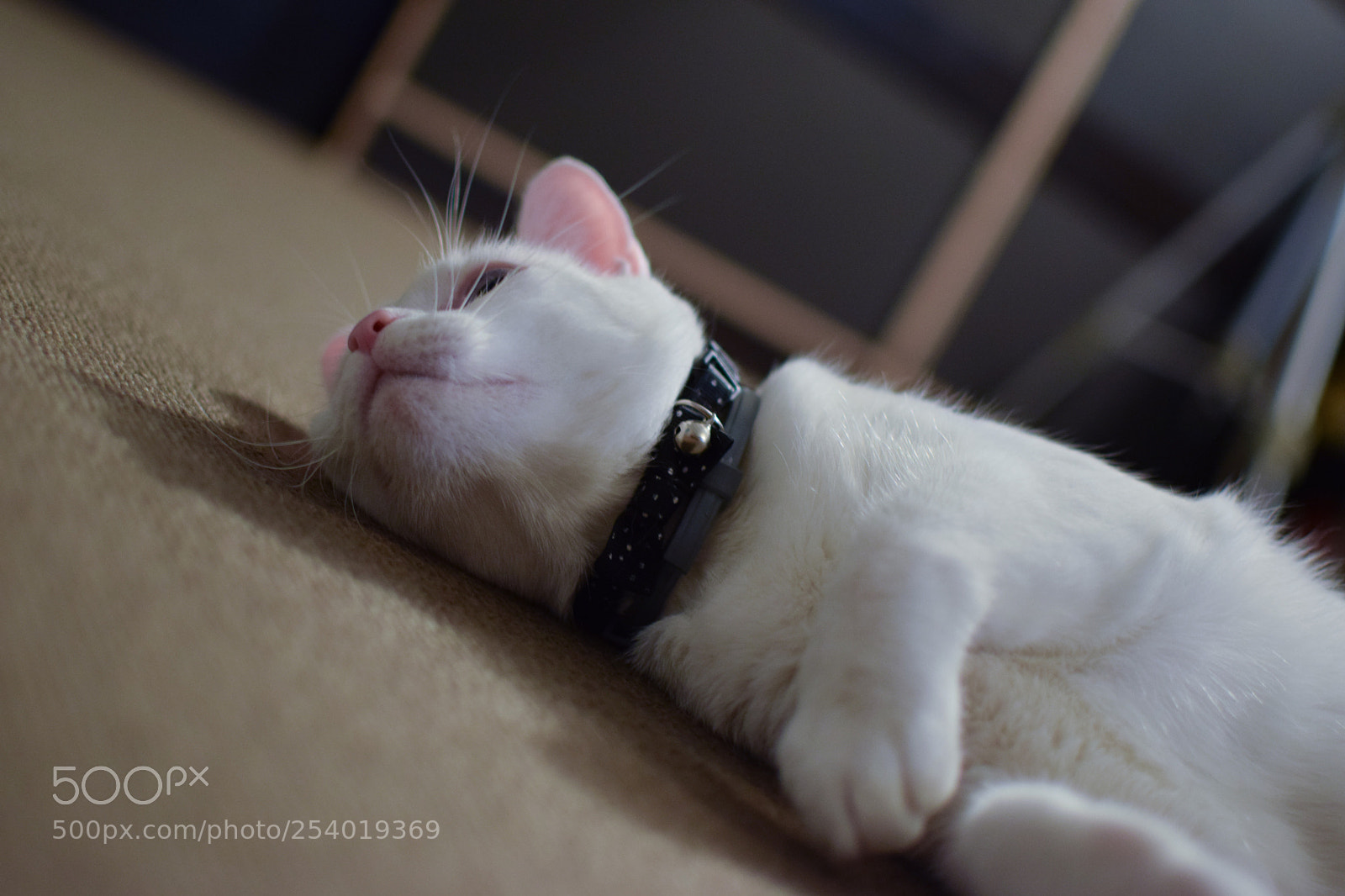 Nikon D5300 sample photo. Ziggy chilling photography