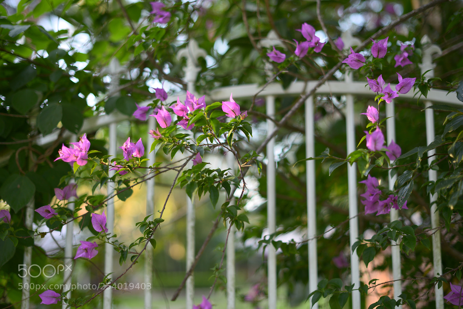 Nikon D800 sample photo. 《out side》 photography