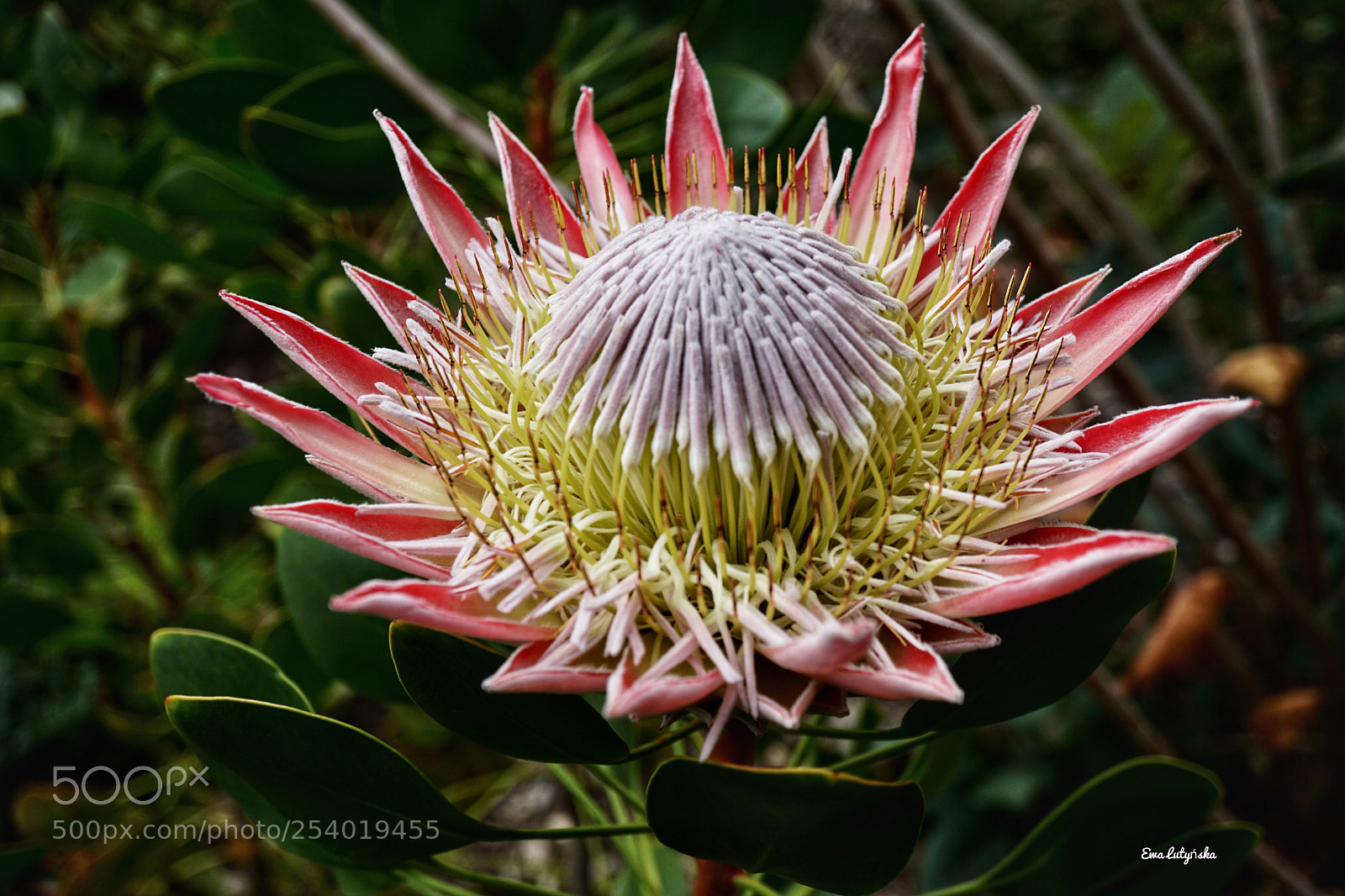 Sony a6000 sample photo.  the king protea photography