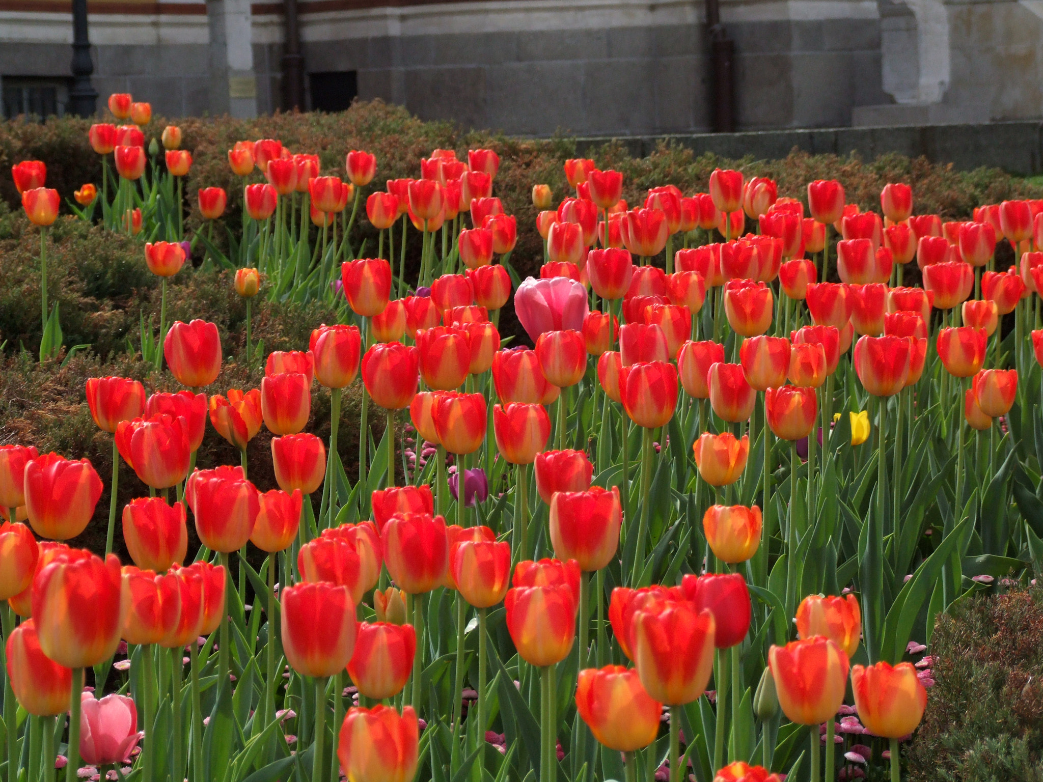 Fujifilm FinePix S9600 sample photo. Be pink in a scarlet world photography