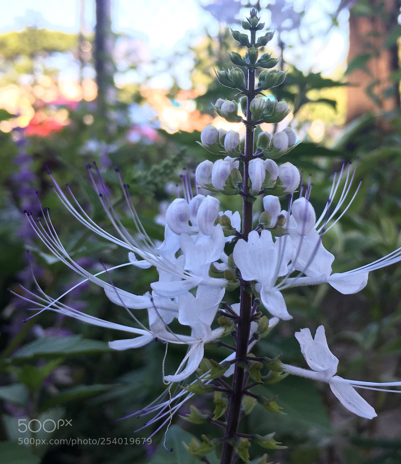 Apple iPhone 6s sample photo. Untitled photography