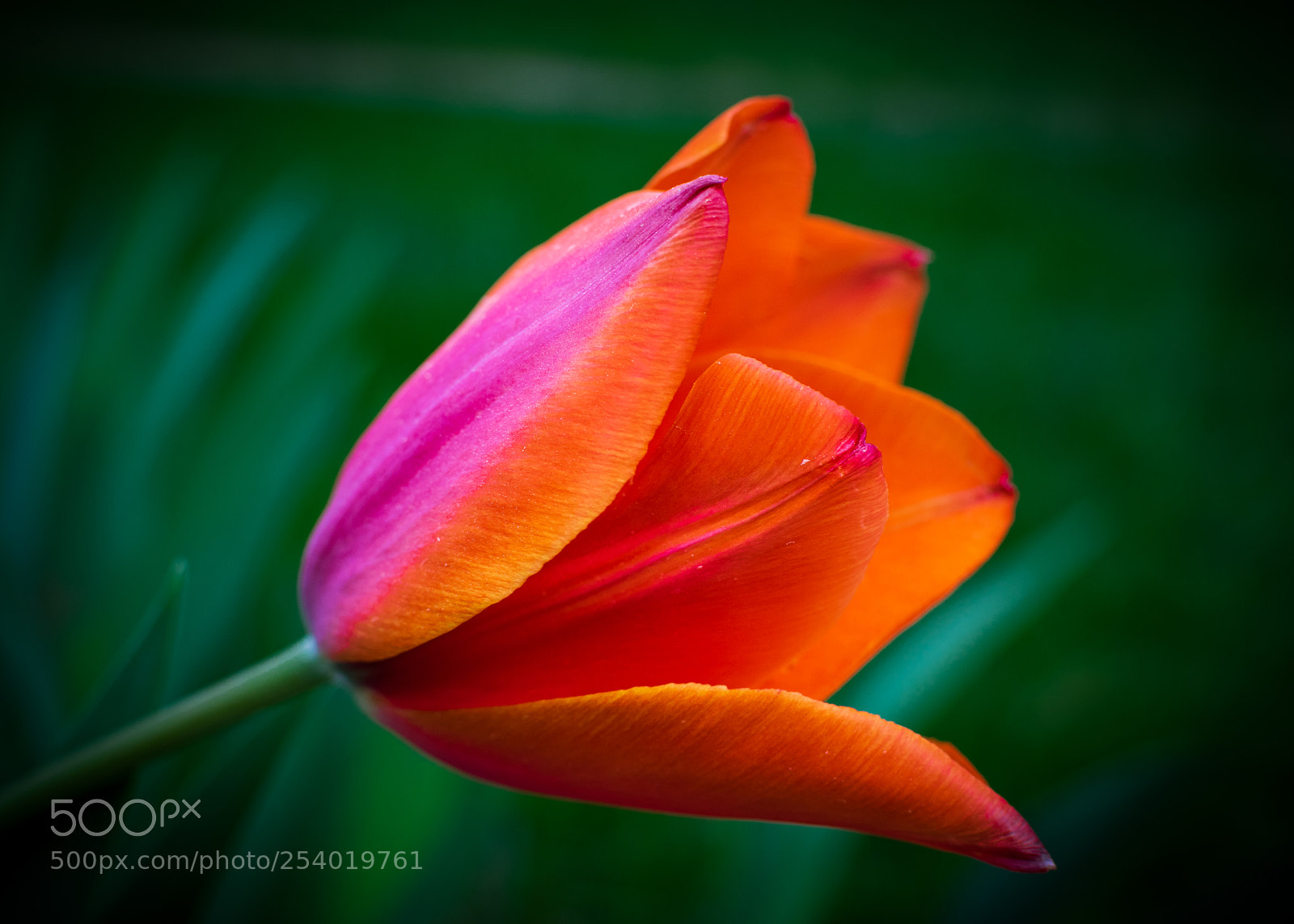 Nikon D5300 sample photo. Flower - spring 2018 photography