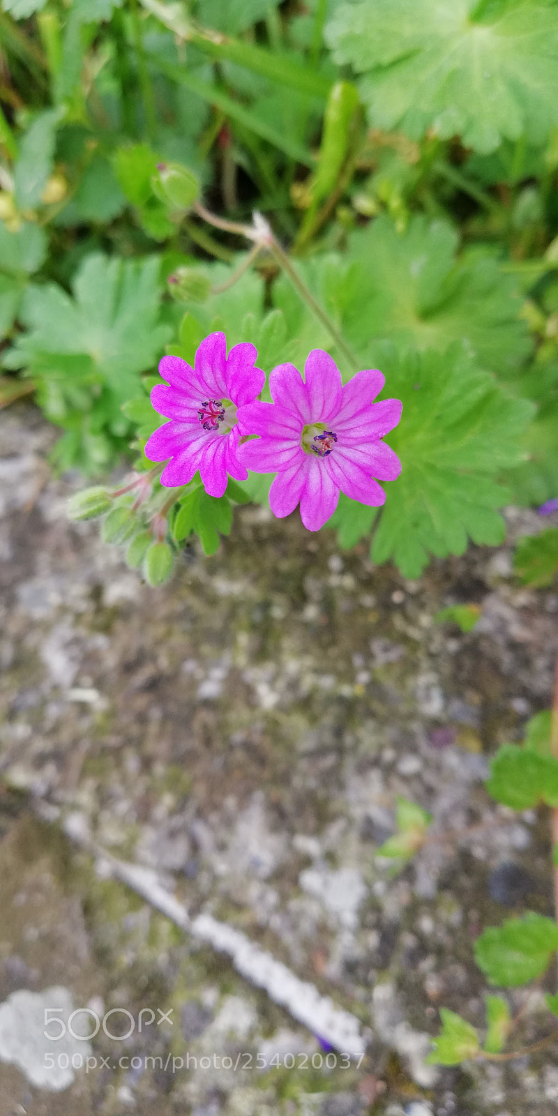 HUAWEI Mate 10 Lite sample photo. Twins photography