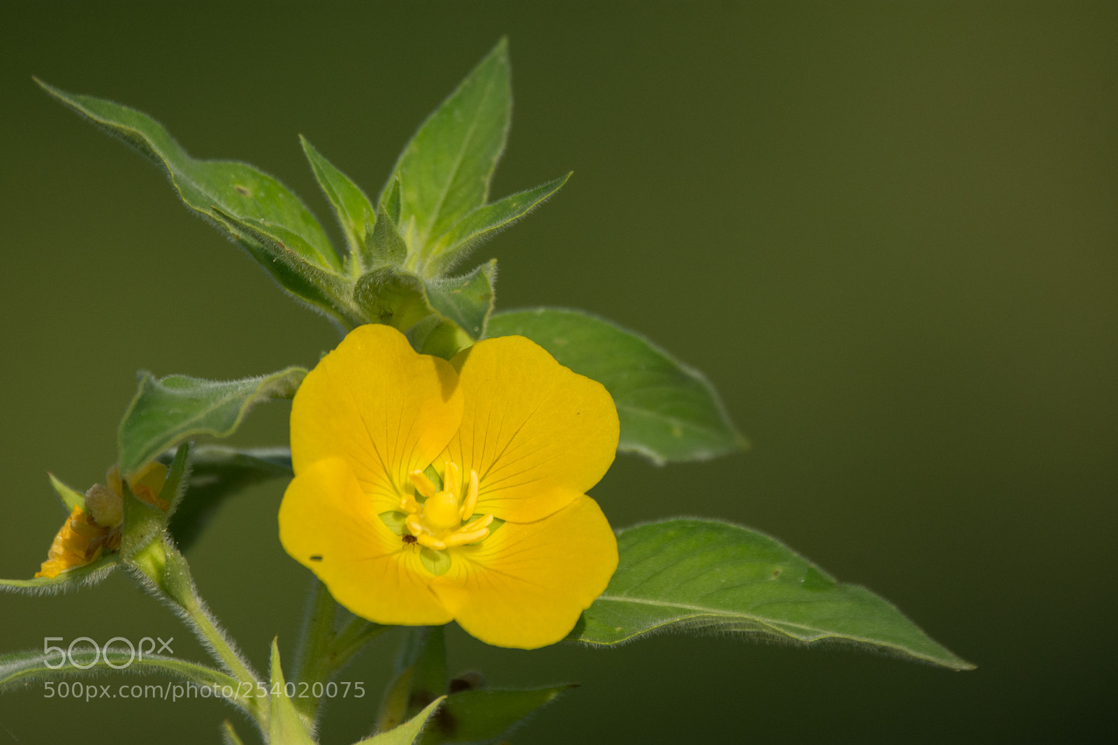 Nikon D7200 sample photo. Peruvian water primrose (dsc_7241) photography