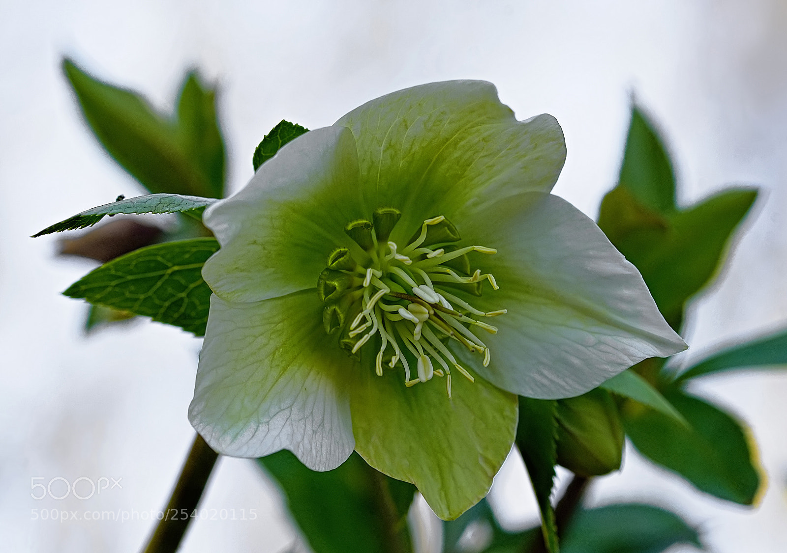 Nikon D7200 sample photo. Helleborus photography