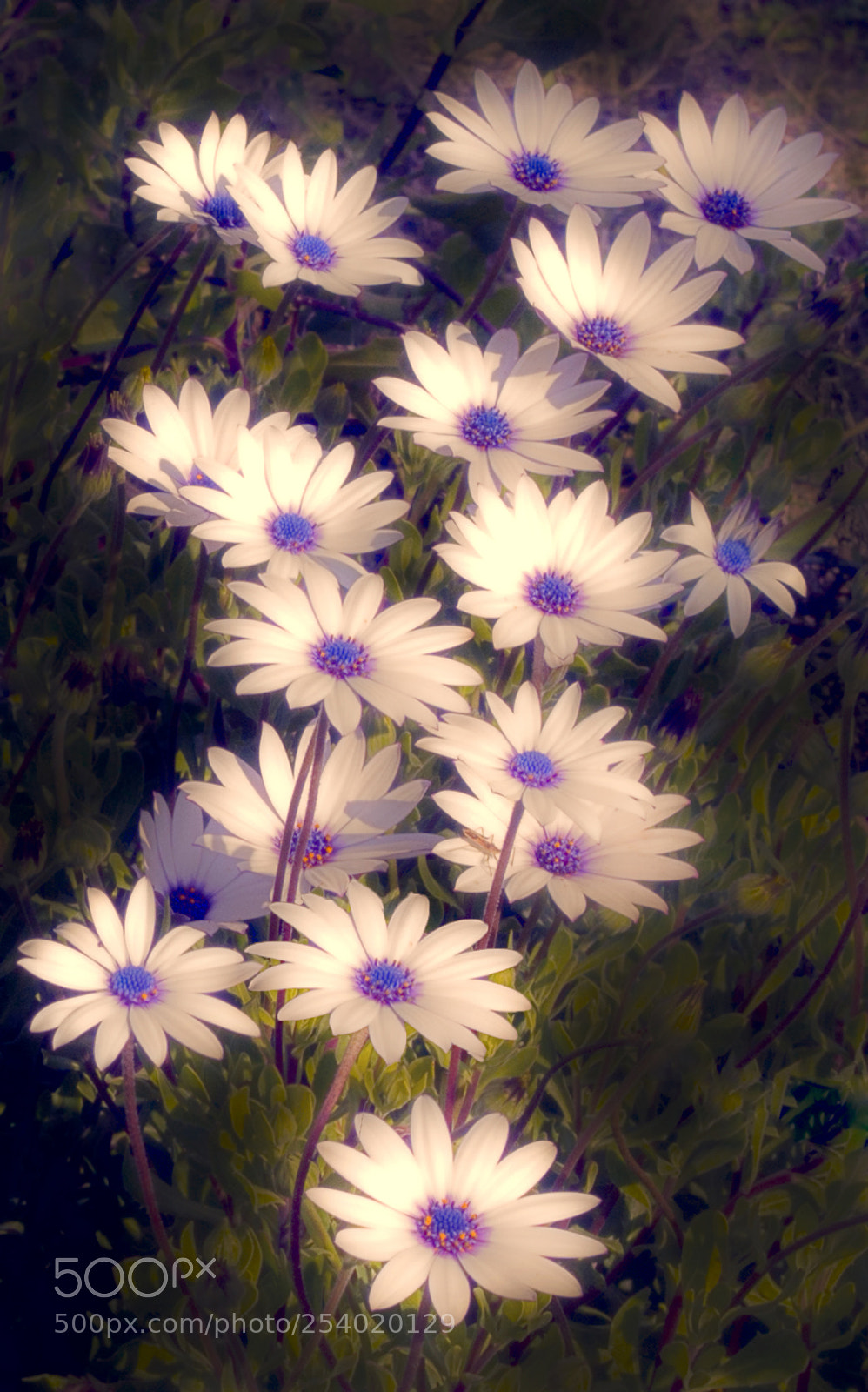 Nikon D3100 sample photo. Daisy dream photography