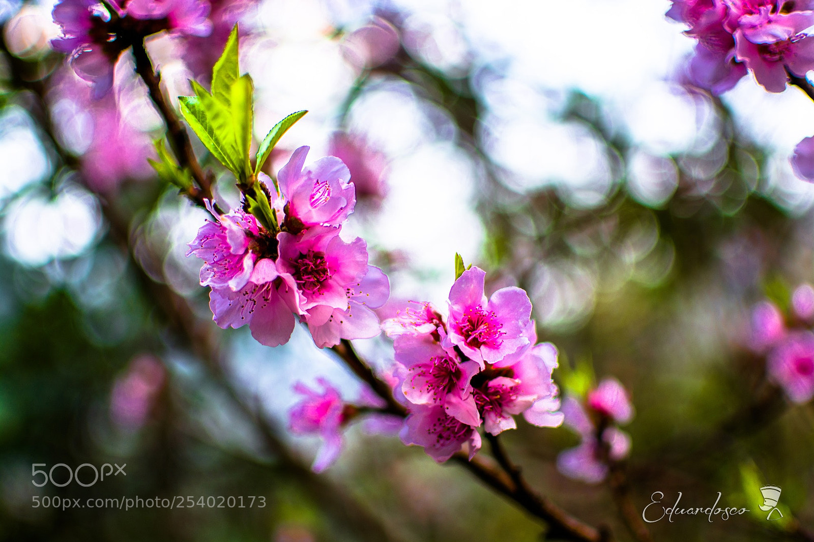 Nikon D7100 sample photo. Flor de durazno photography