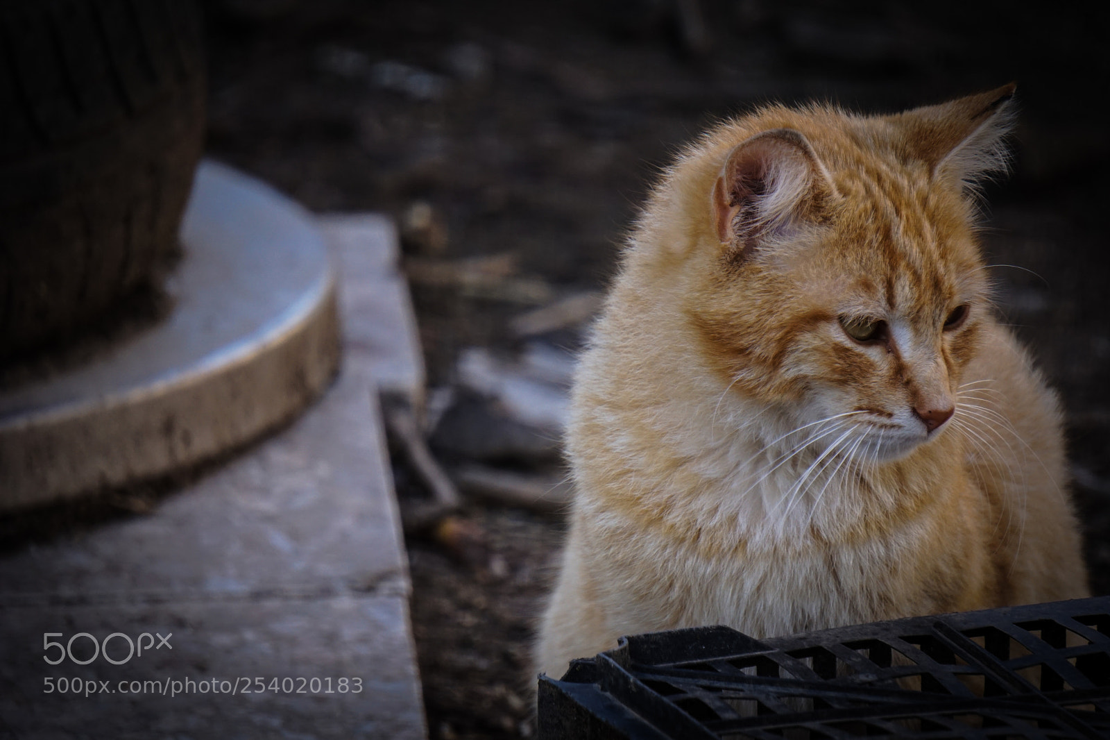 Sony a6000 sample photo. Cat photography