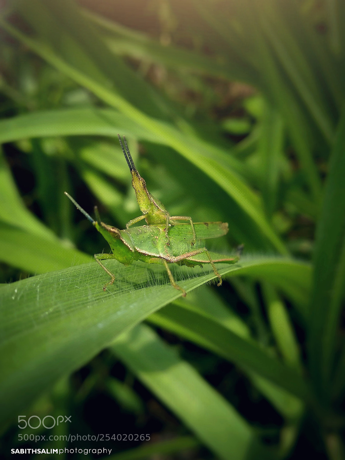 Xiaomi Mi A1 sample photo. Untitled photography