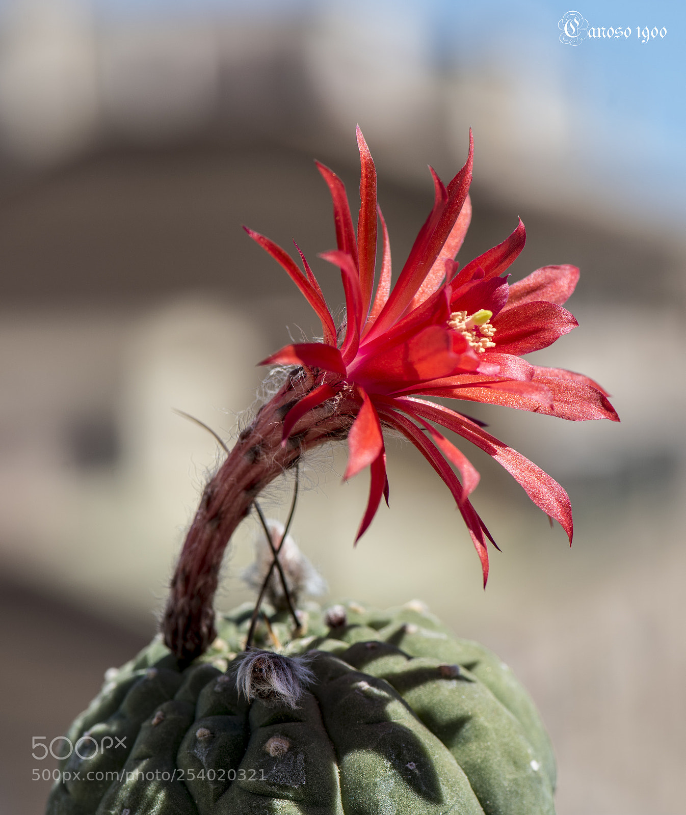 Nikon D810 sample photo. Catus photography
