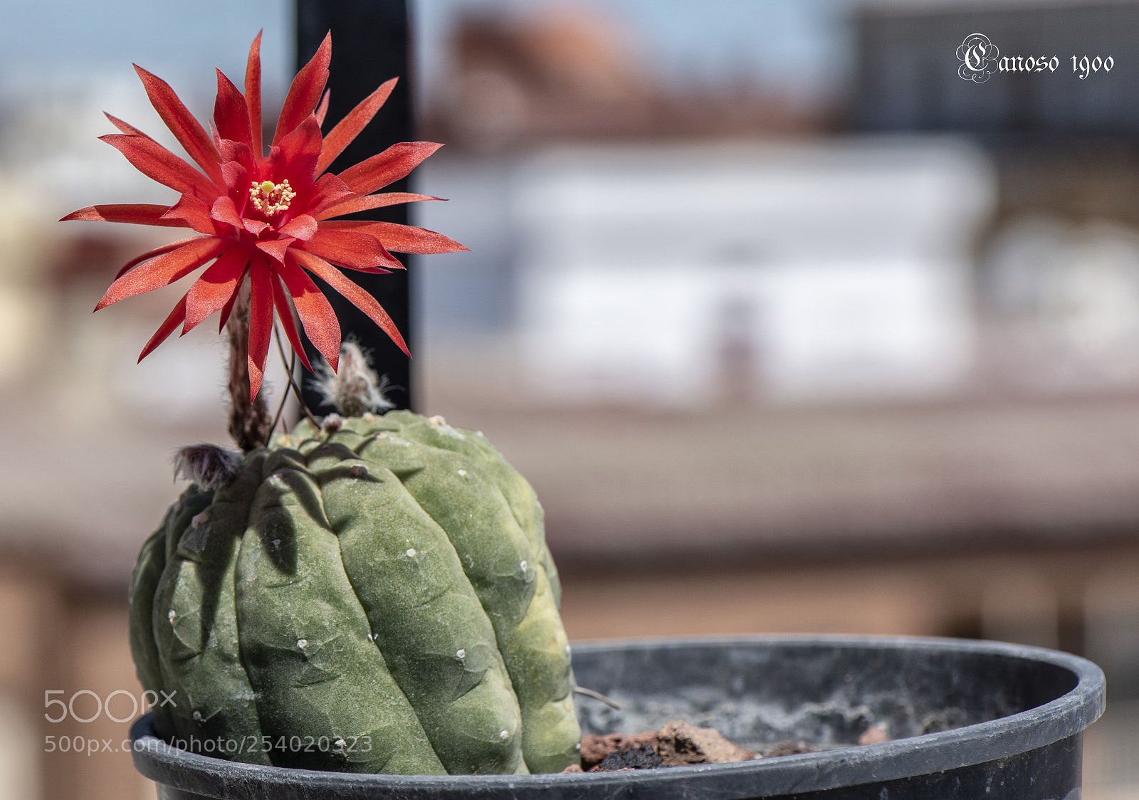 Nikon D810 sample photo. Catus photography