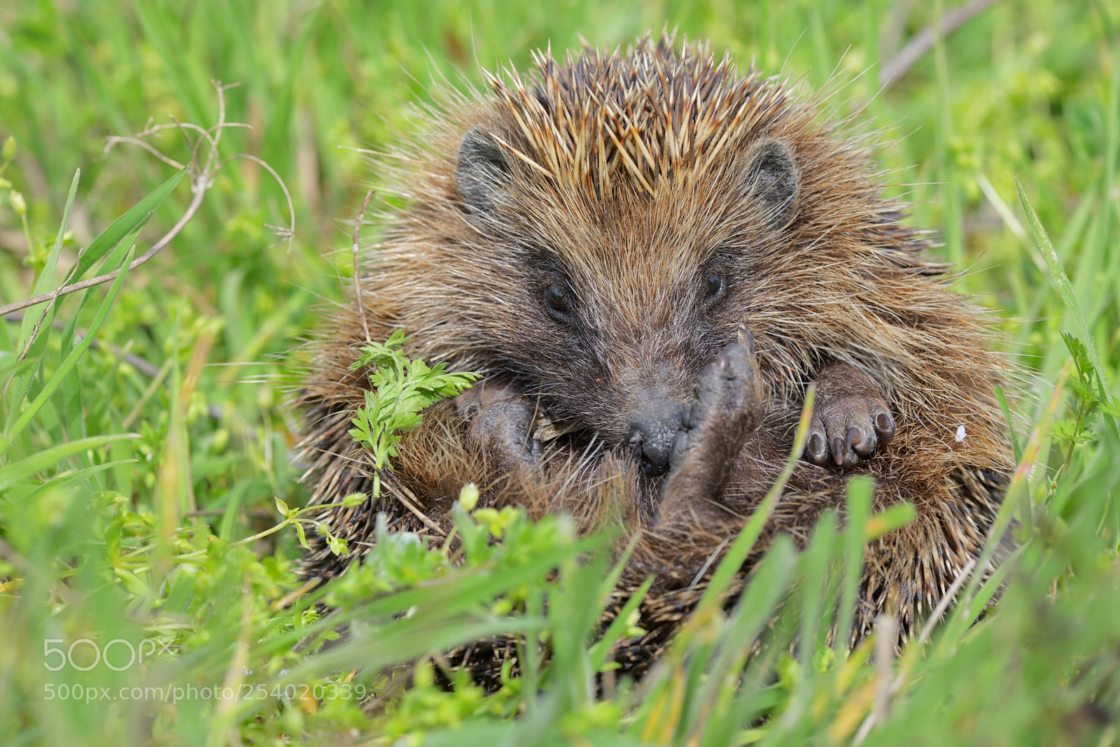 Nikon D610 sample photo. Young european hedgehog photography