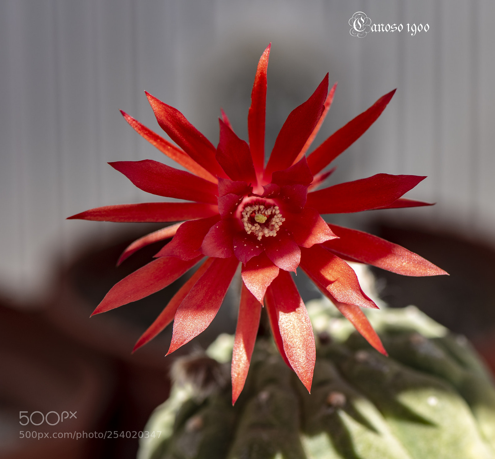 Nikon D810 sample photo. Catus photography
