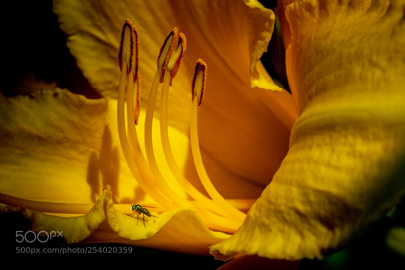 Nikon D7100 sample photo. Lily with fly photography