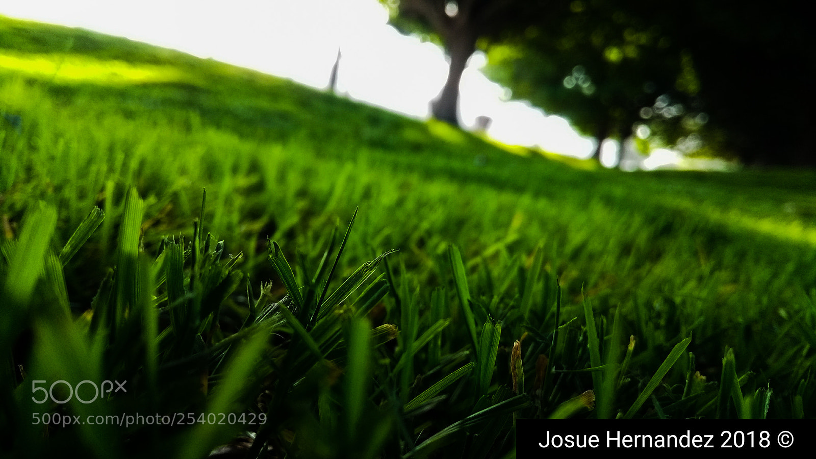Motorola Moto G (5th Gen) sample photo. Cesped photography