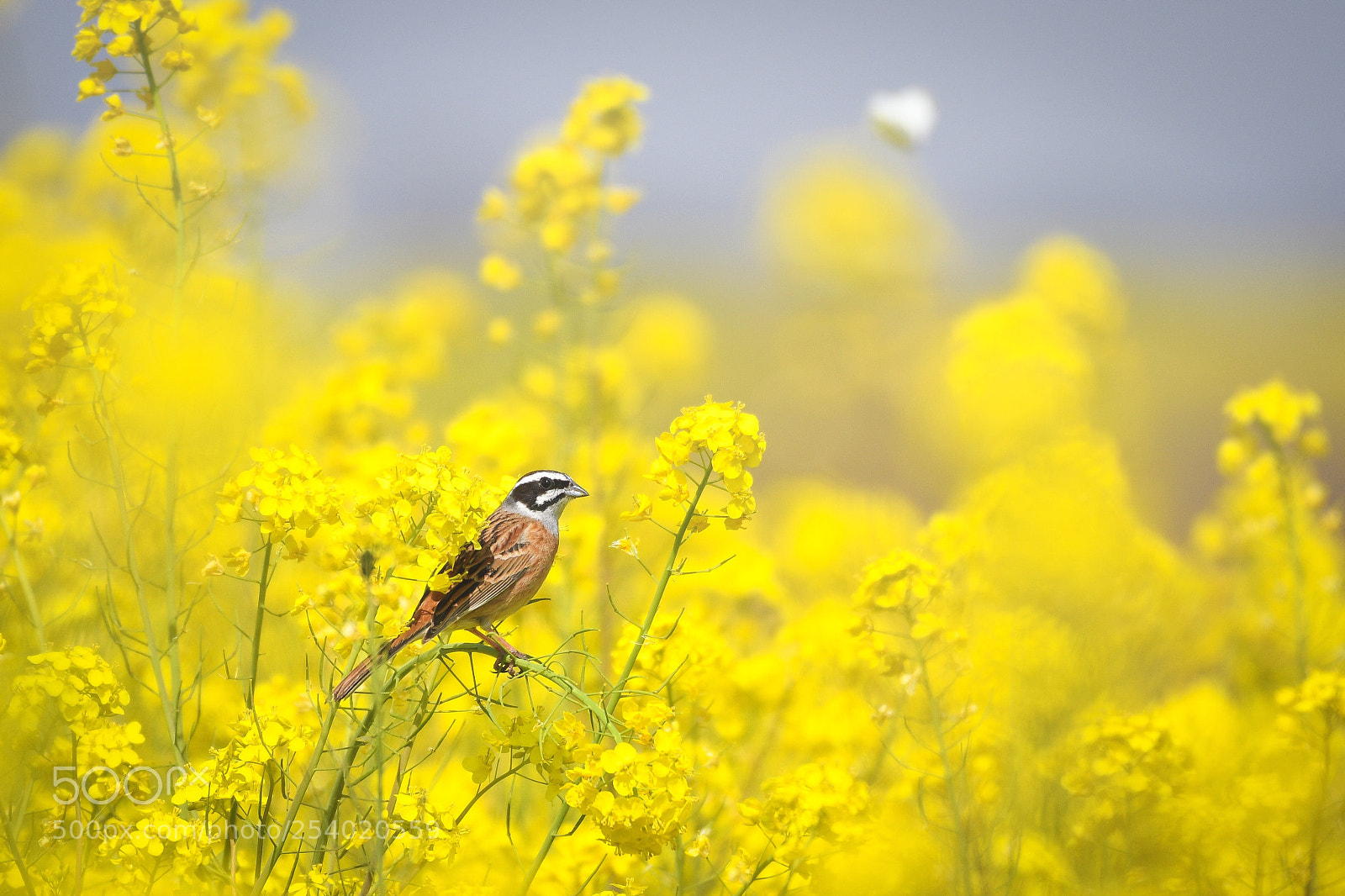 Nikon D850 sample photo. Born in yellow. photography