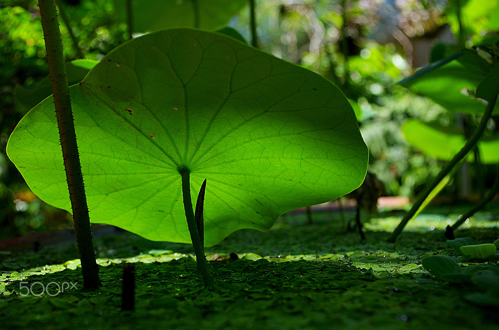 Pentax smc DA 18-55mm F3.5-5.6 AL WR sample photo. The simple thing of my life photography