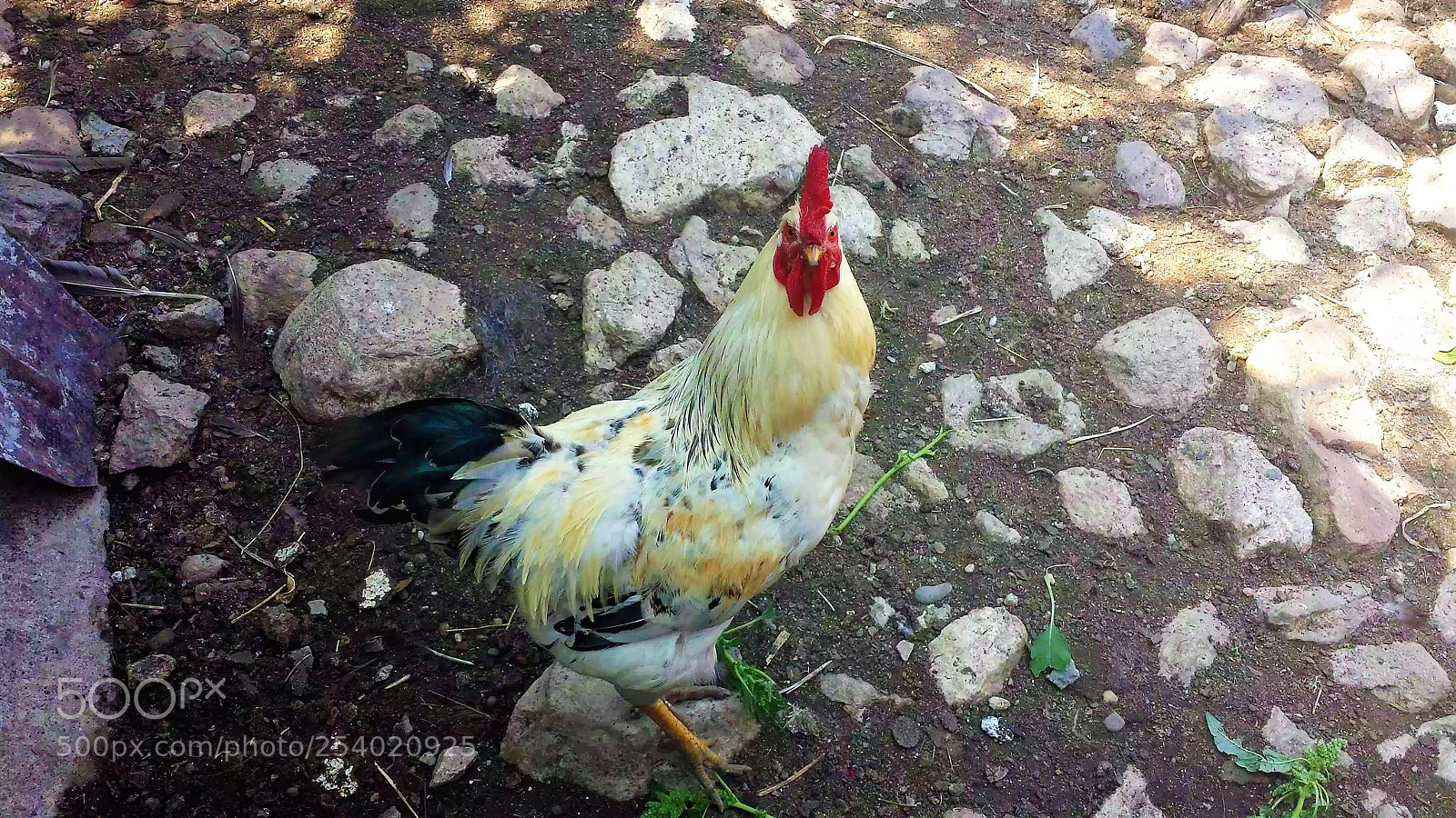 Samsung Galaxy S4 sample photo. Coco in the wild photography