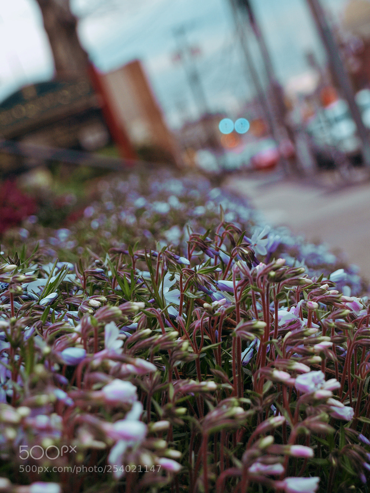 Olympus E-510 (EVOLT E-510) sample photo. Floral & fading photography