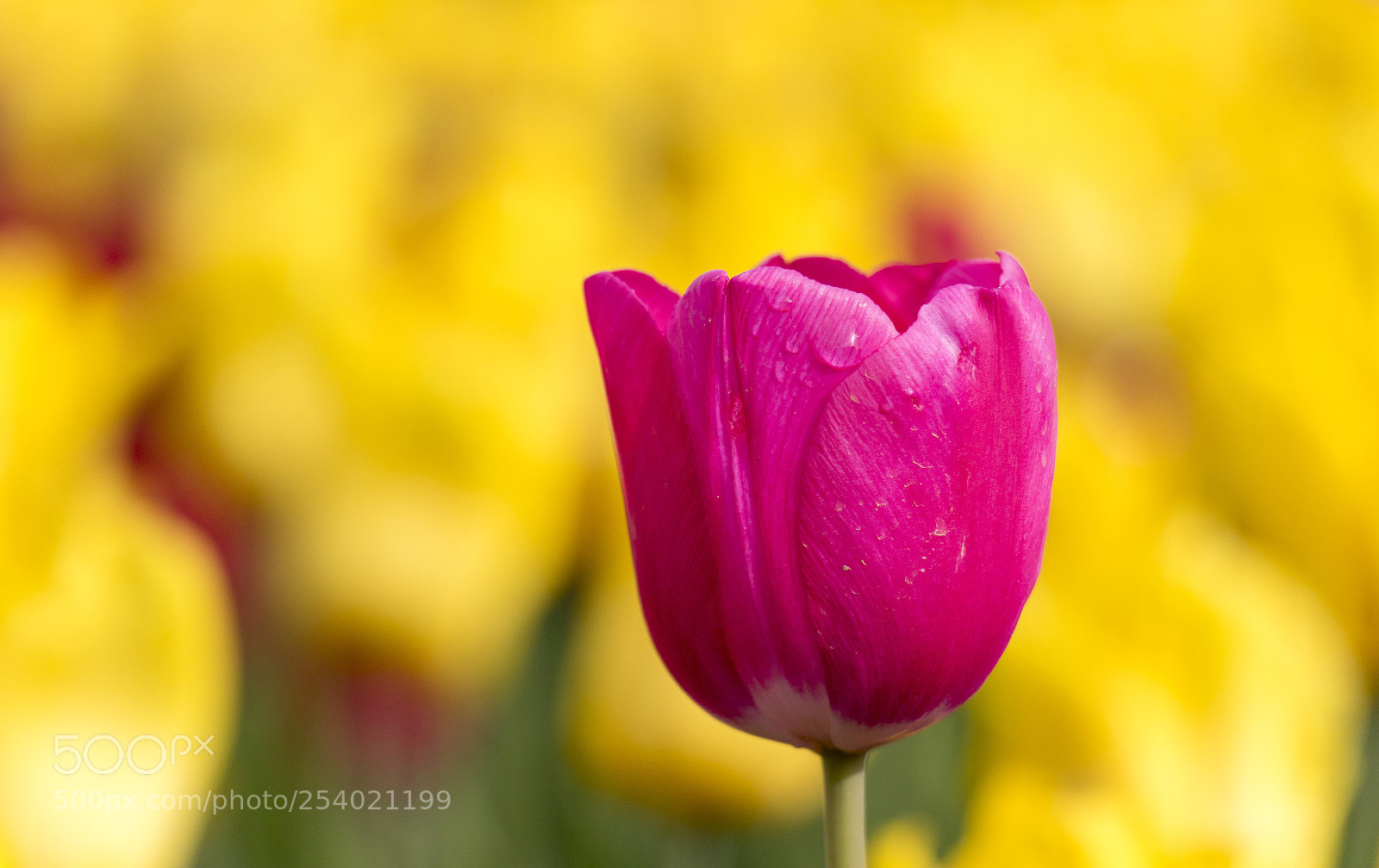 Canon EOS 7D Mark II sample photo. Beauty .. photography